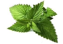 MENTA FOGLIE/PUNTE 100 GR