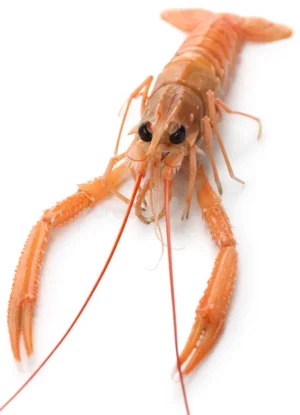 Scampi Dk 800 g