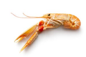 Scampi 2 kg Crio