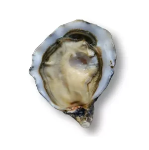 Ostrica N2 Heritier