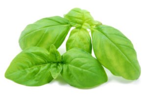 Basilico