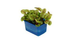 Vene Cress