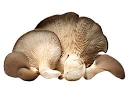 Funghi Cardoncelli 4 kg Import