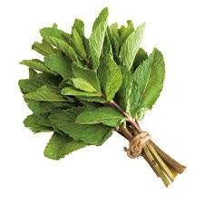 MENTA MAZZO 100 GR