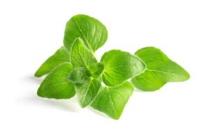 ORIGANO FRESCO A MAZZO 100 GR