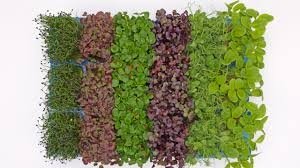 Sakura Mix Germogli 1 kg