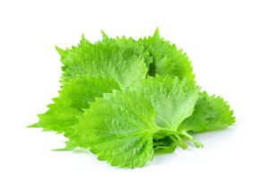 Shiso Foglie 12 Vaschette