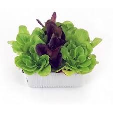 Insalata Salanova Liscia 2.5 kg