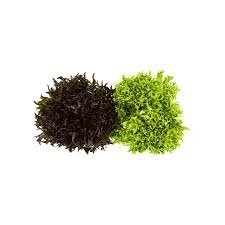 Insalata Salanova Riccia 2.5 kg